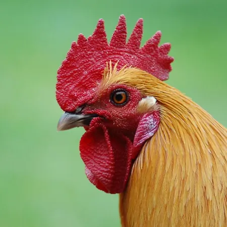 Lejlighed Ferienbauernhof Liesenberg Bauernhauswohnung Landidylle *