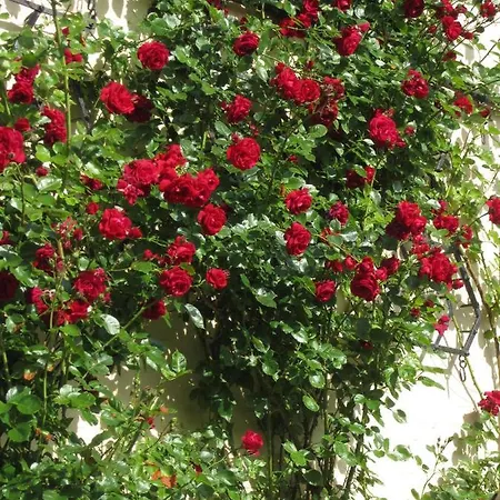 Lejlighed Ferienbauernhof Liesenberg Bauernhauswohnung Landidylle Femern